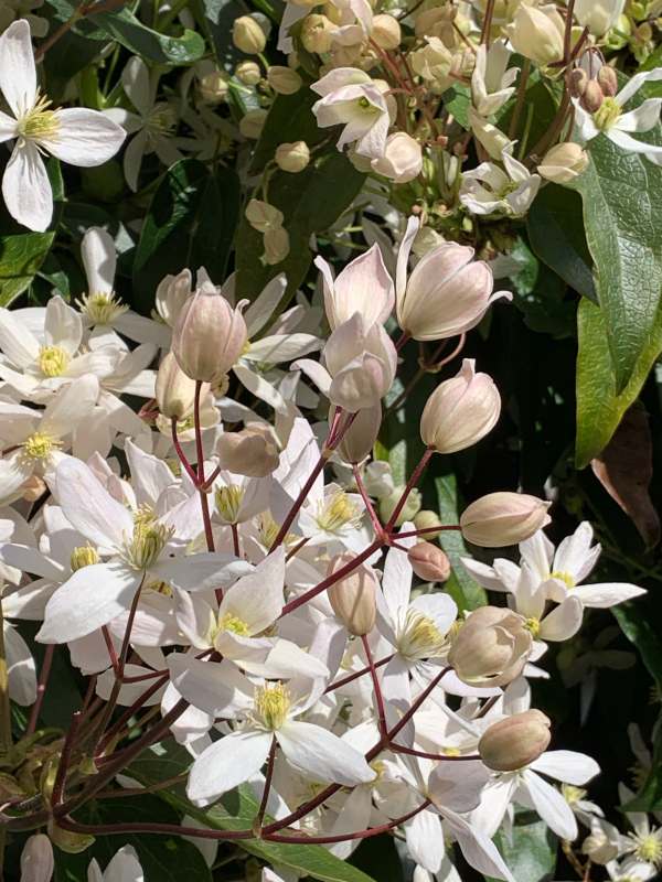 Clematis Armandii