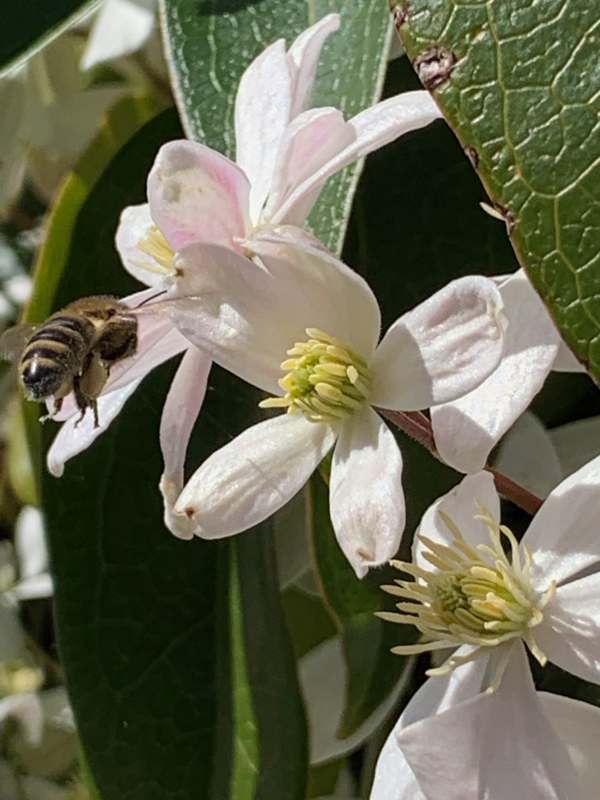 Clematis Armandii & Bee