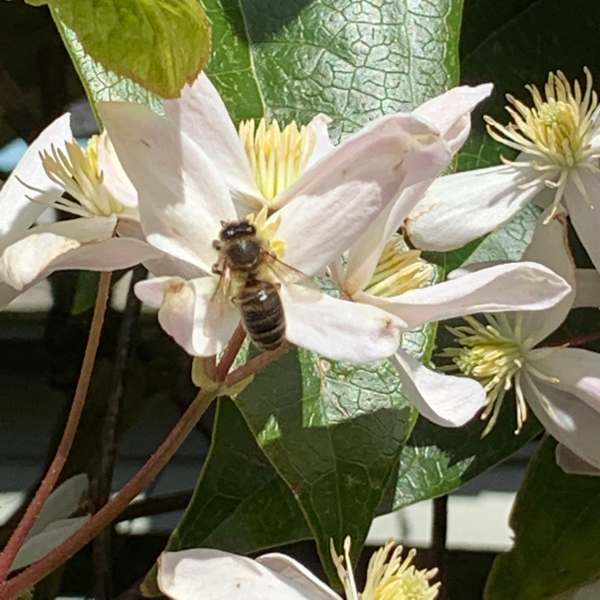 Clematis Armandii & Bee