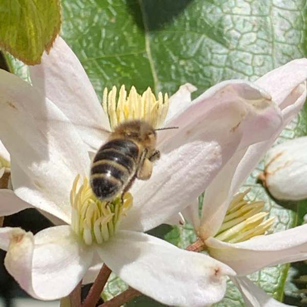 Clematis Armandii & Bee - Look at that pollen on their back legs!