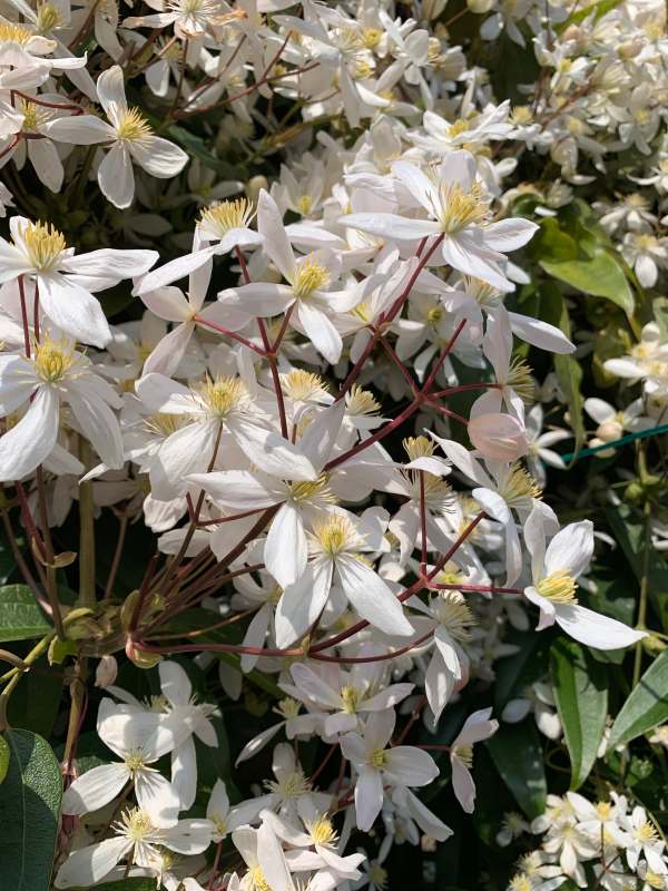 Armandii - Just see how many flowers come in a cluster from one bud.