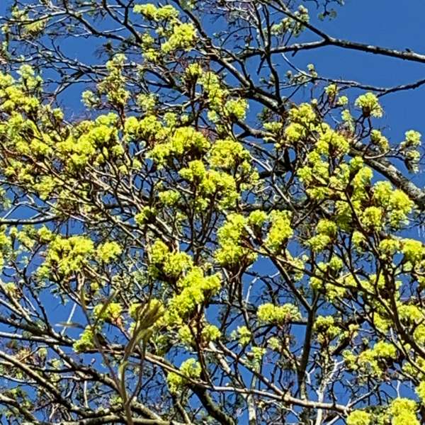 Armandii - Sycamore flowers are beautiful too.