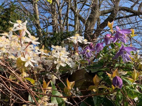 Armandii - An Alpina Clematis joining in. Small and delicate. The rust coloured leaves are new Actinidia Kolomitka.