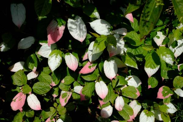 Armandii - Actinidia Kolomitka, later in April. Diddley never liked its brash leaves.