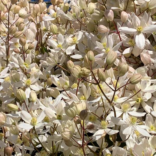 Armandii - I wish you could smell this…