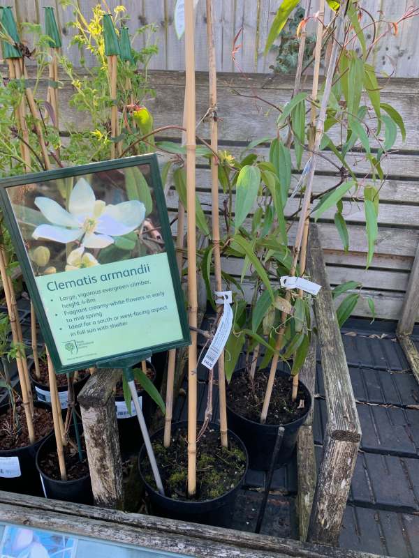 Clematis Armandii For Sale. 4-8 metres? Let's take a closer look.