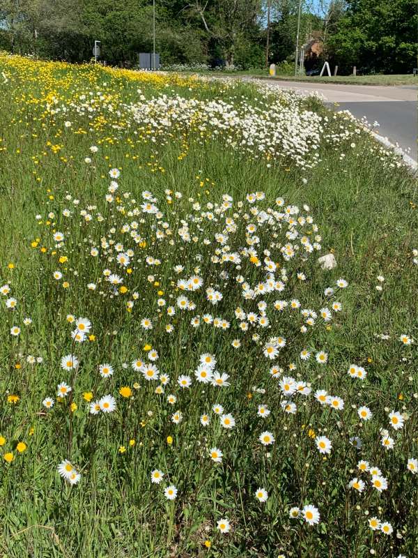 The grass verge approaching the roundabout - a veritable reserve of wild flowers including moon daisies and buttercups.