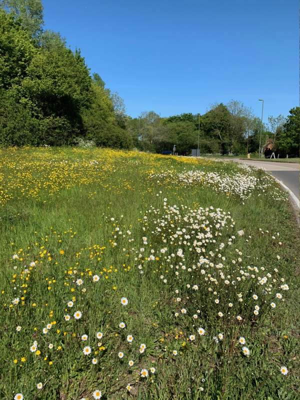 The grass verge, from a bit further back, approaching the roundabout - a veritable reserve of wild flowers including moon daisies and buttercups.
