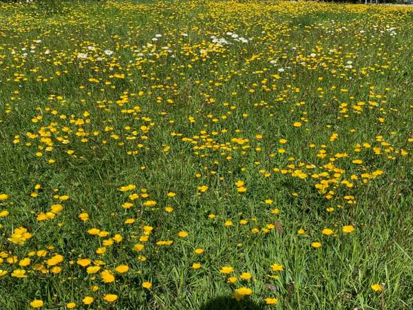 Profusion of buttercups in the grass verge.