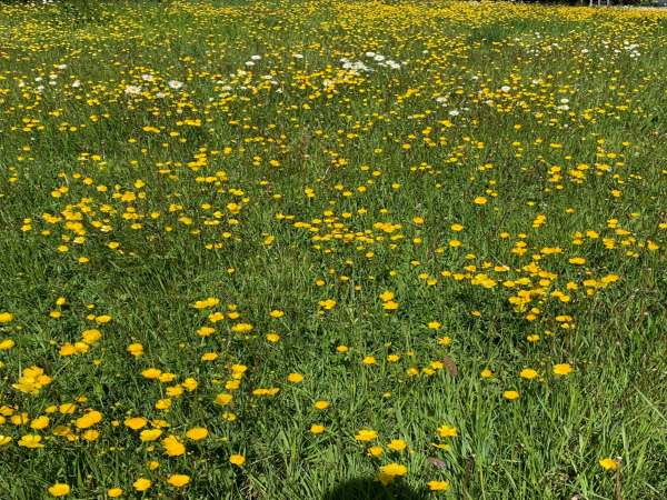 Profusion of buttercups in the grass verge.