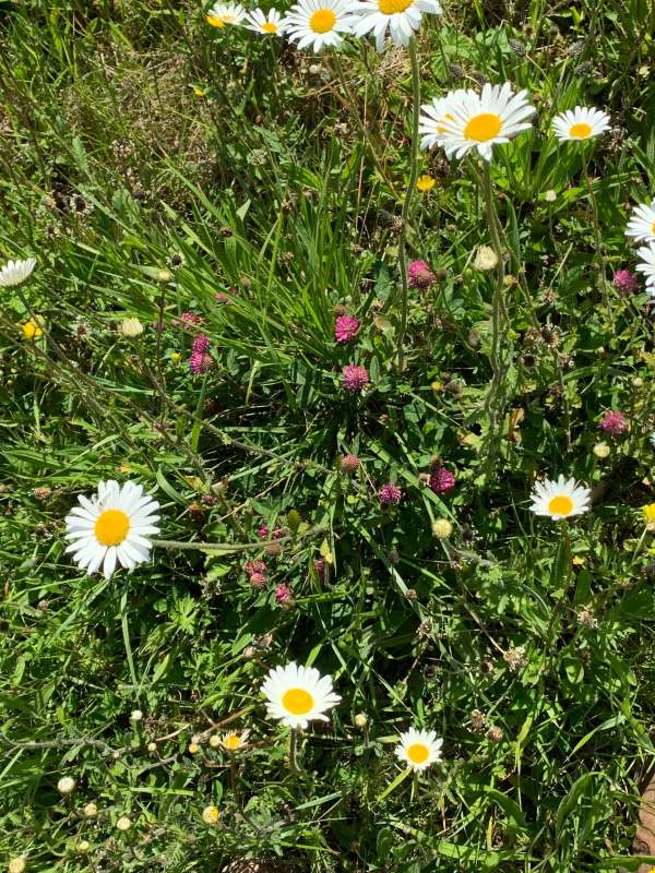 A veritable wildlife haven in the grass verge: Moon Daisies, Buttercups and Clover.