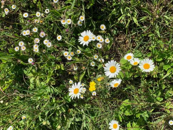 Still plenty of buds in this grass verge.