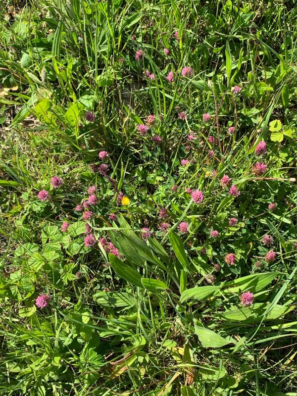 Clover and other wildlife attracting goodies in the grass verge.