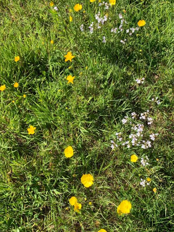 Buttercups... and more.