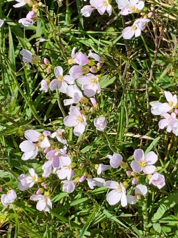 Slender Toothwort (Cardamine Nuttallii) in the Surrey grass verges.