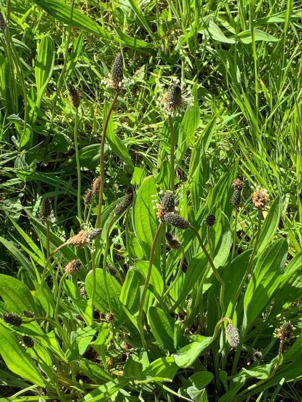 Wild Flowers in the Verge.