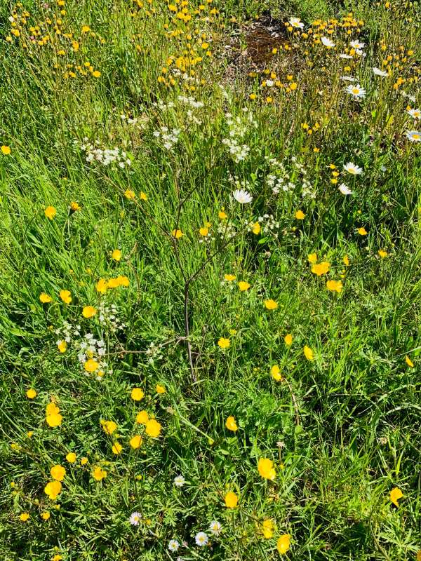 Buttercups and Daisies in the grass verge.
