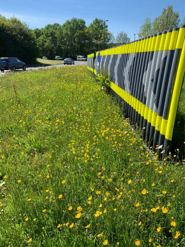 Buttercups and other wild flowers in front of the chevrons on the roundabout.
