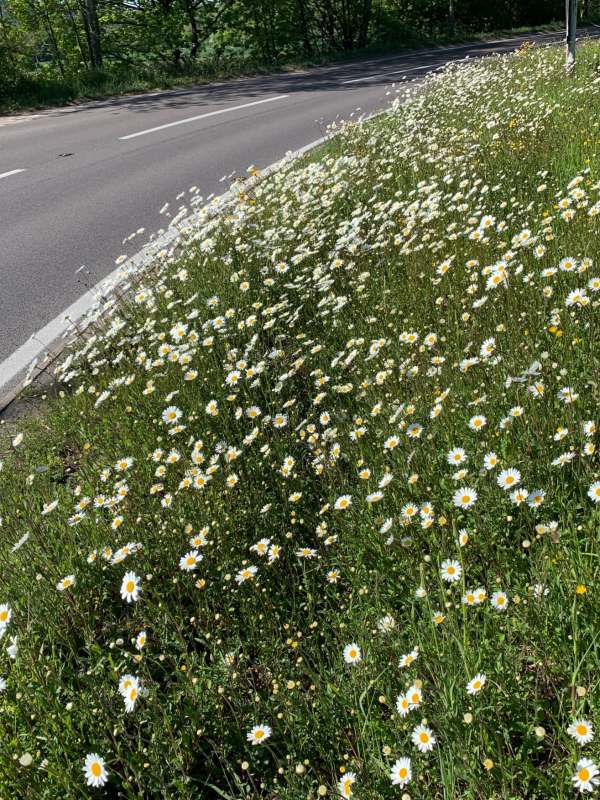 Daisies on the roundabout.