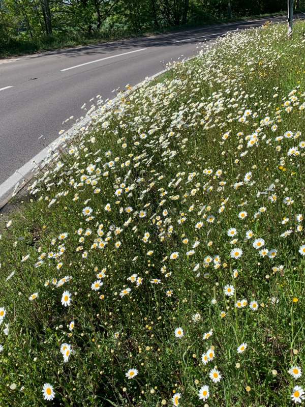 Daisies on the roundabout.