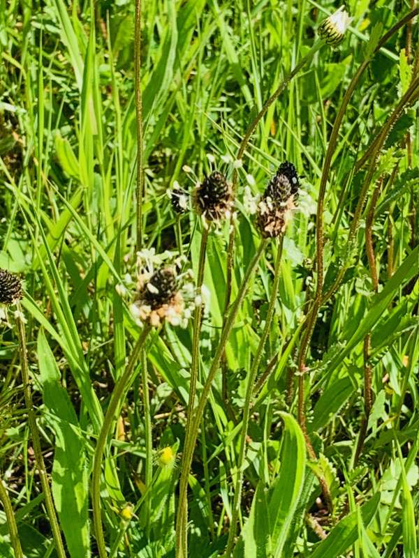 More wild flowers in the verge.