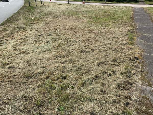 Thanks to Surrey County Council, where there was a beautiful thriving wildflower verge full of life, now all there is is a dead hayfield.,