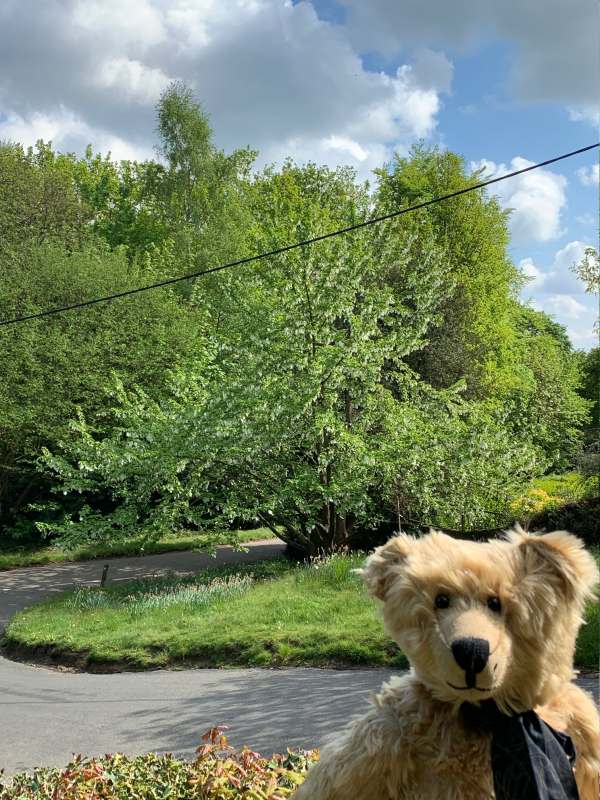 Bertie standing in front of a handkerchief tree.