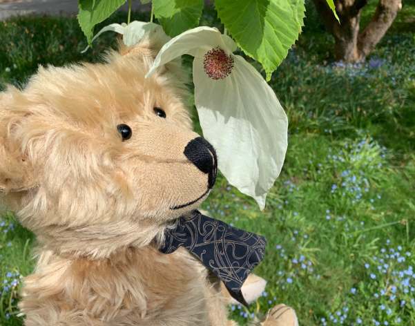 Bertie with his nose against a leaf.
