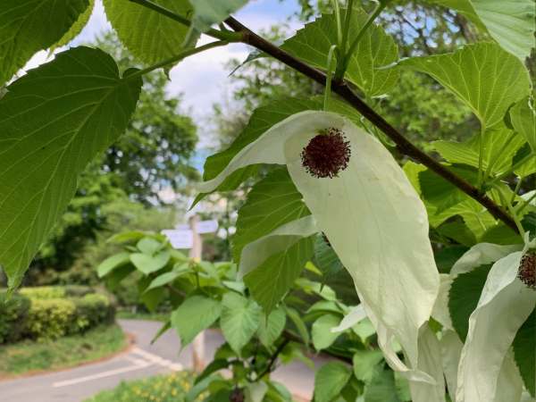 Close up of a flower looking more like a Dove.