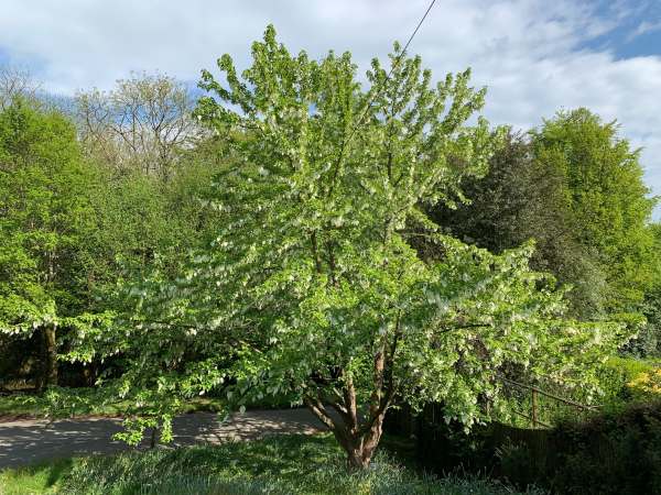 Handerkerchief tree in full bloom.