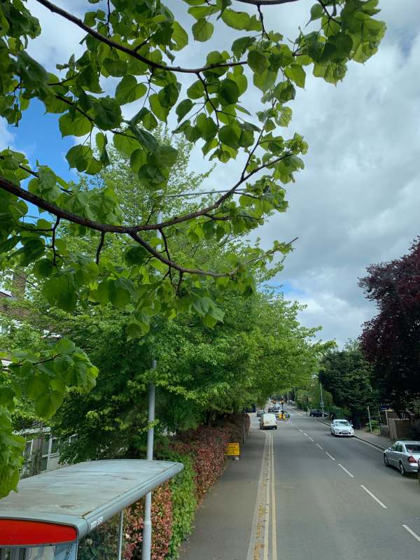 Leaving New Malden, the 213 enters the affluent area of Kingston Hill and its surrounds. Most notably enhanced by its magnificent trees. Especially this time of year.