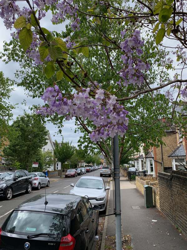 Paulownia.