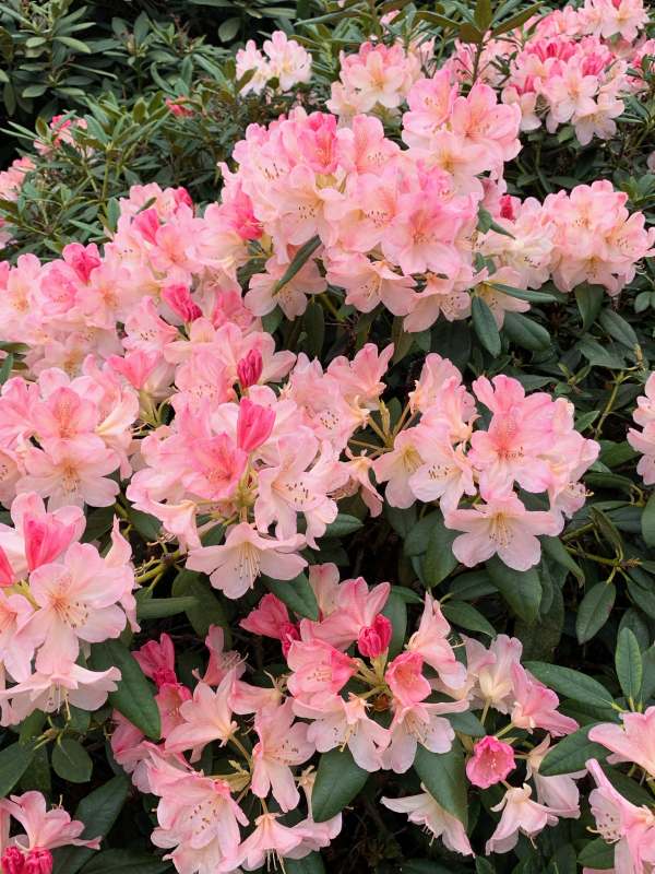 Rhododendron.