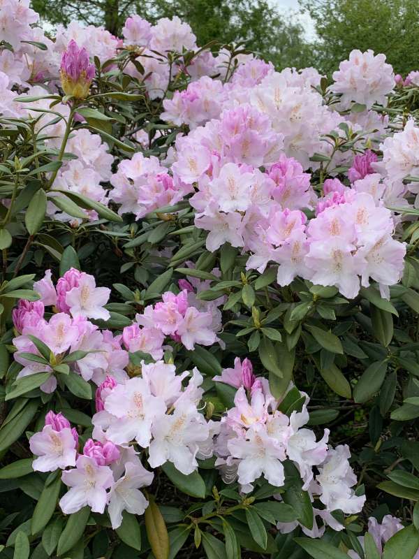 Rhododendron.