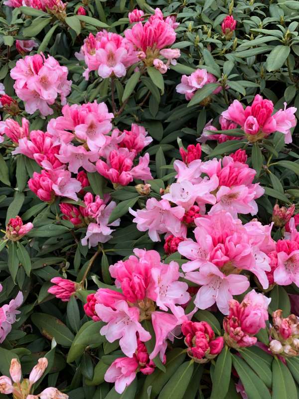 Rhododendron.