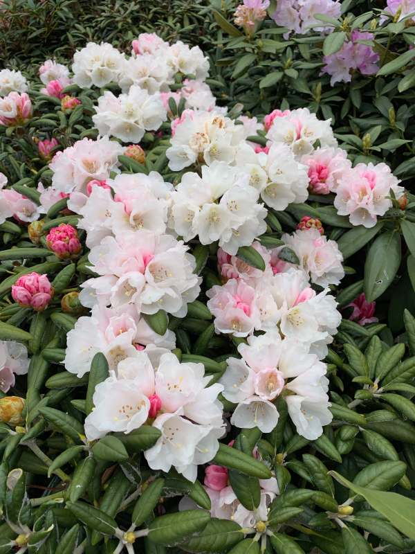 Rhododendron.