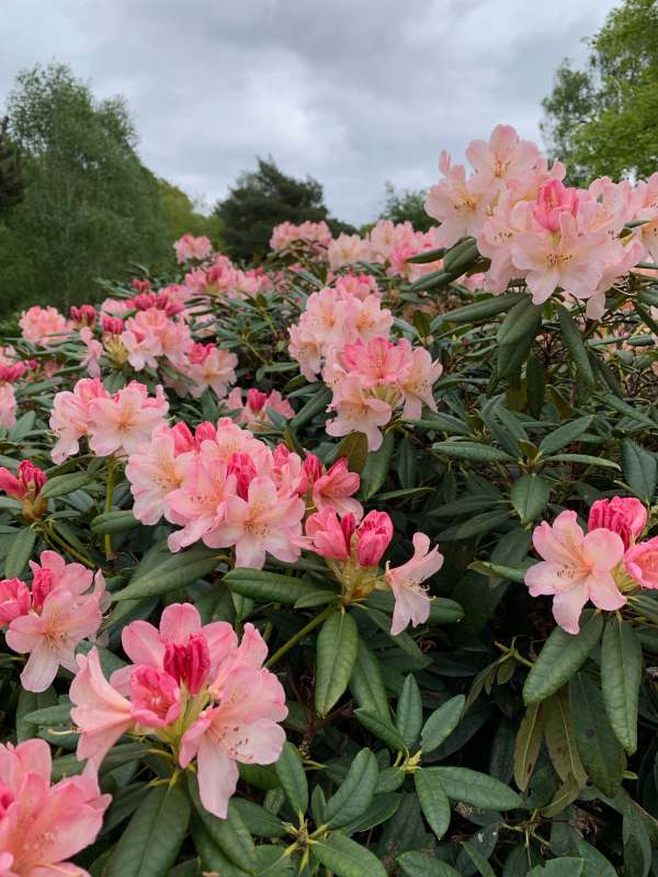 Rhododendron.