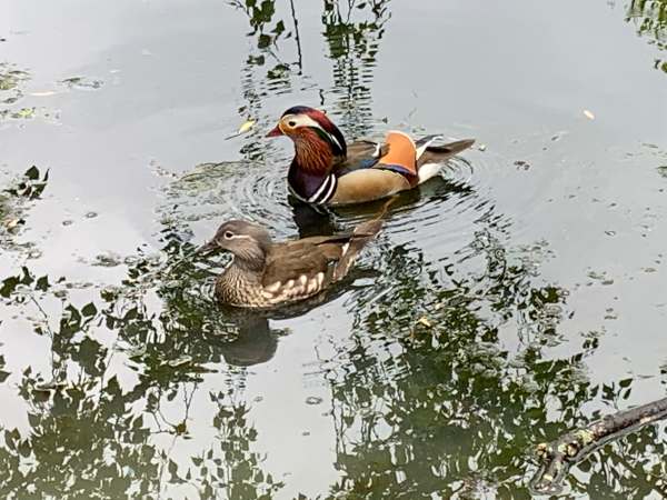 Mr and Mrs Mandarin Ducks.