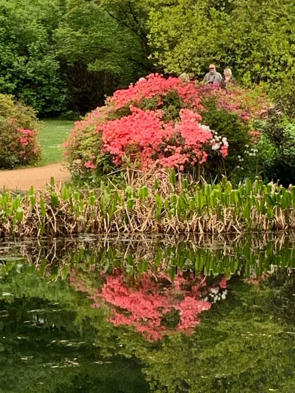 More Rhododendrons around the lake.