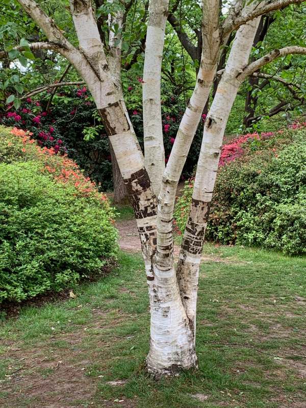 Silver Birch amongst the Rhododendrons.