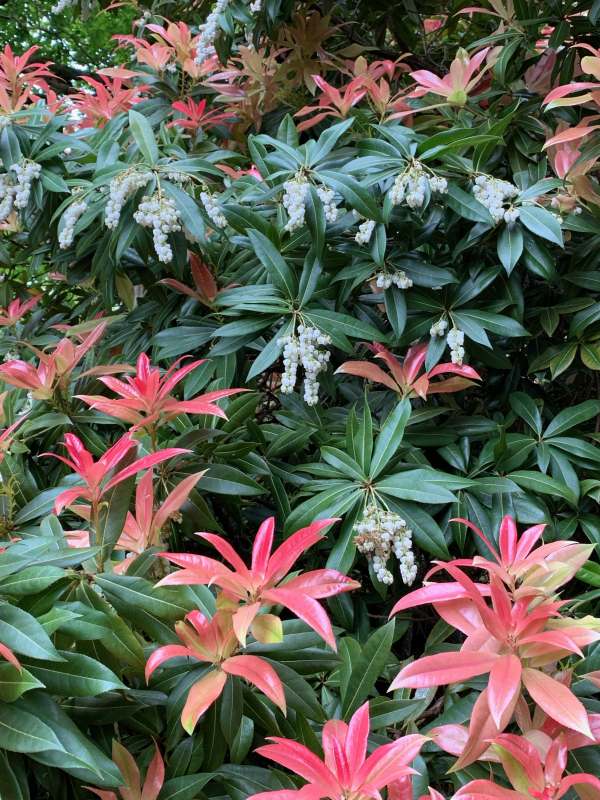 Pieris.