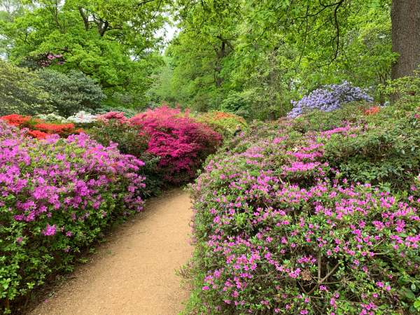 Pathway through a colourful garden.