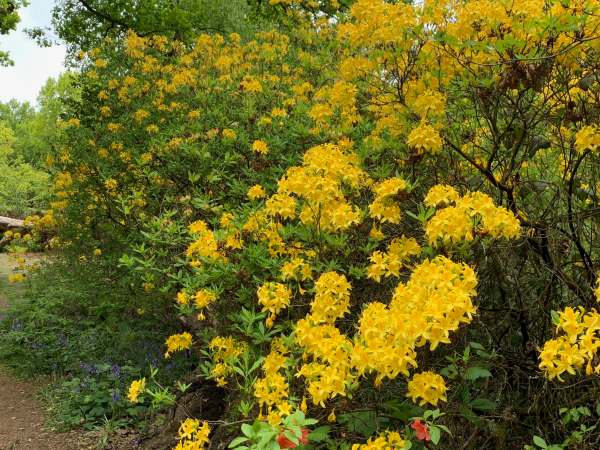 Deciduous scented Azalea.