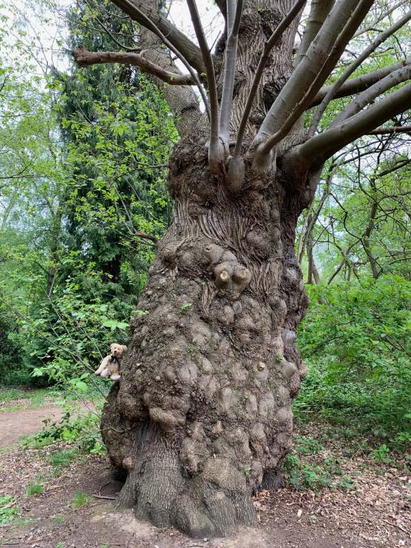 This tree moves round the park during the night. Honest.