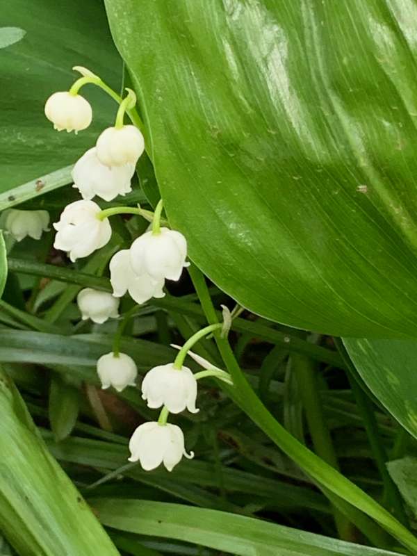 Small is beautiful. Lily of the Valley.
