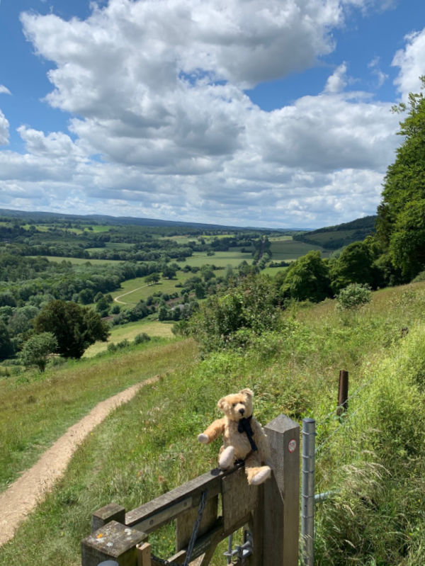 Bertie on a gate overlooking the Denbies hillside.