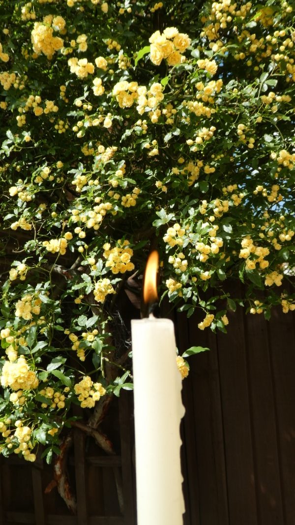 A lit candle against a backdrop of Rosa Banksiae.