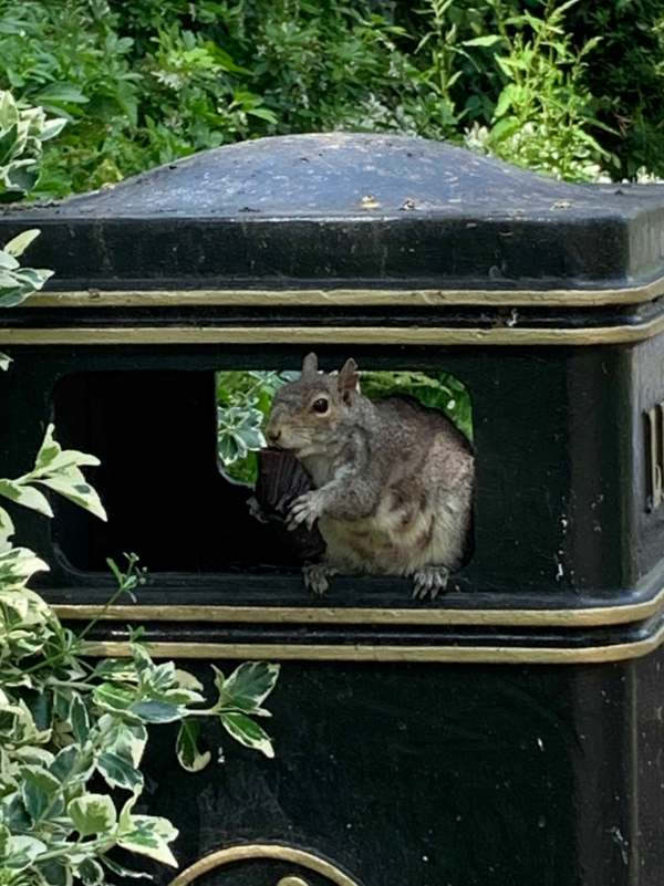 Squirrel Fatkin (too many cakes!) - A squirrel sat in the opening of a public litter bin eating from a cup-cake case.