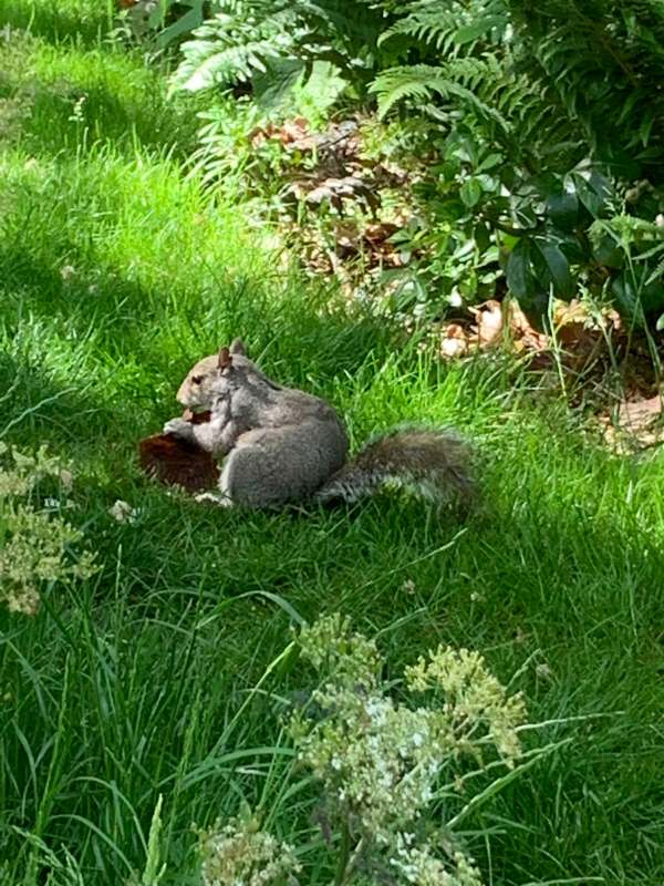 Squirrel on the grass eating a chocolate cupcake. Very nice.