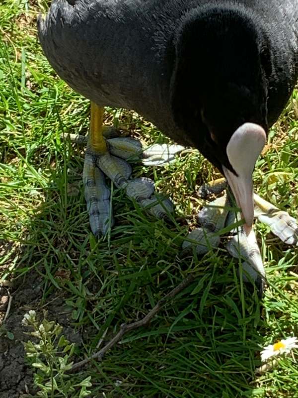 Close-up of a Coot's feet.